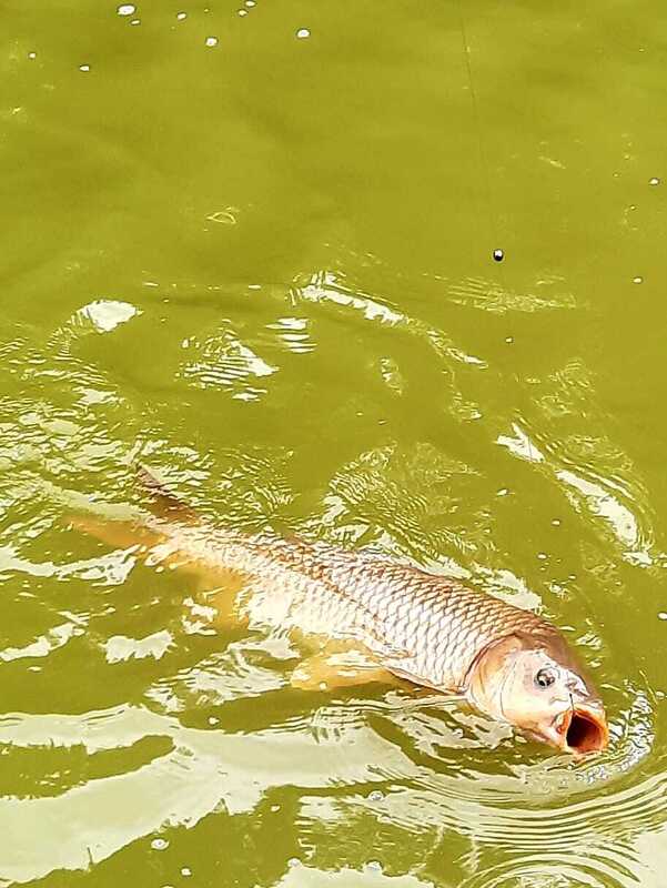 Karpfenfang beim Geburtstagsfischen am Glopper Teich